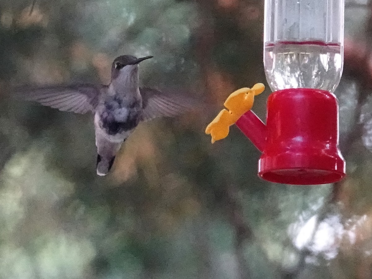 Ruby-throated Hummingbird - ML354592631