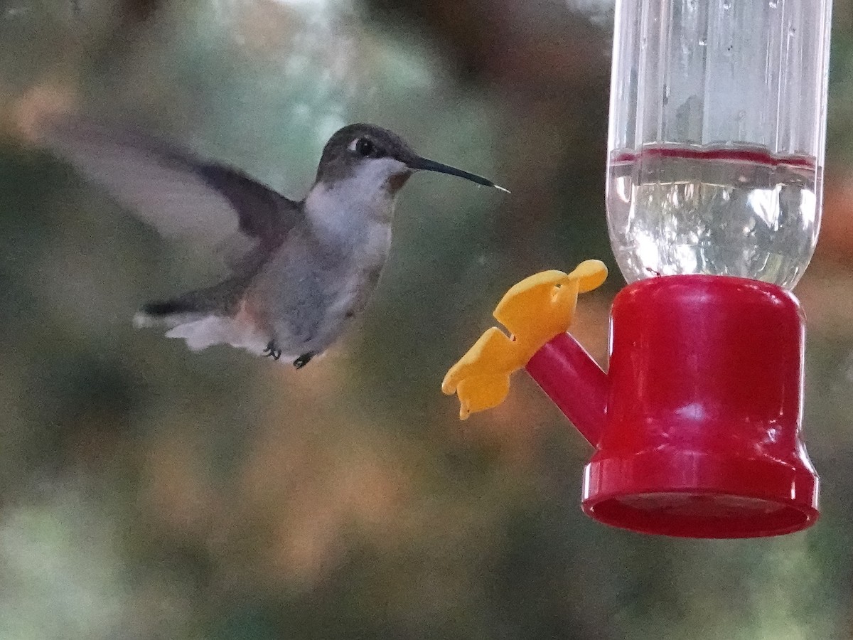 Ruby-throated Hummingbird - Kent Jensen