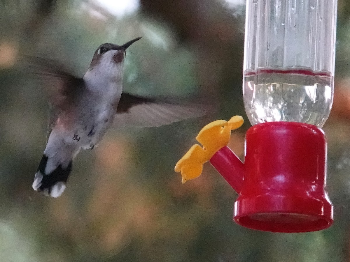Ruby-throated Hummingbird - ML354592841