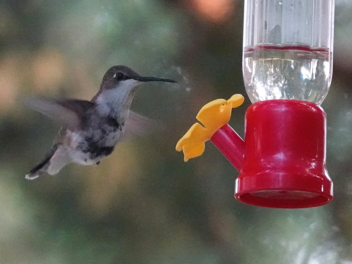 Ruby-throated Hummingbird - ML354592871