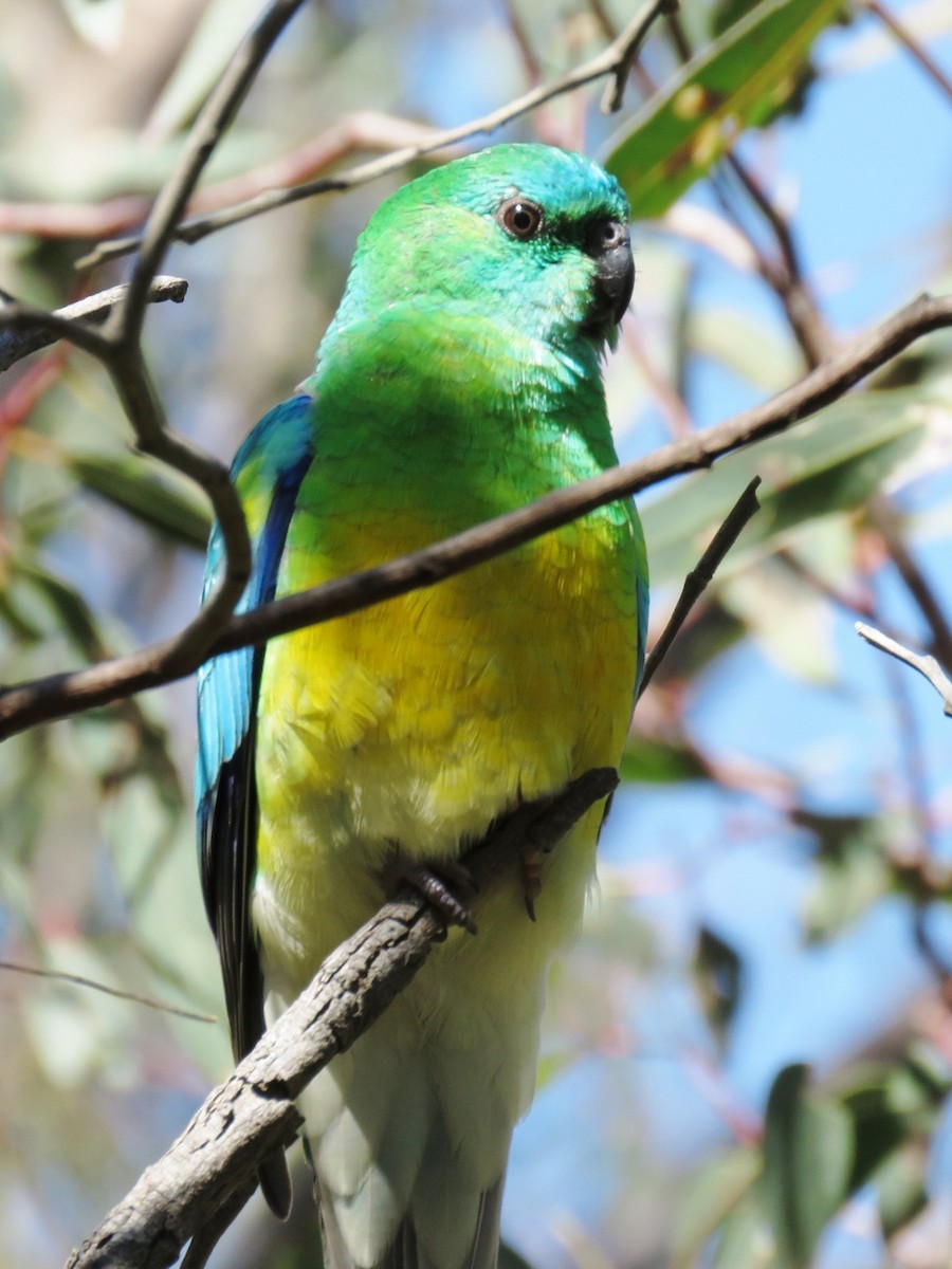 Red-rumped Parrot - Richard Arnold
