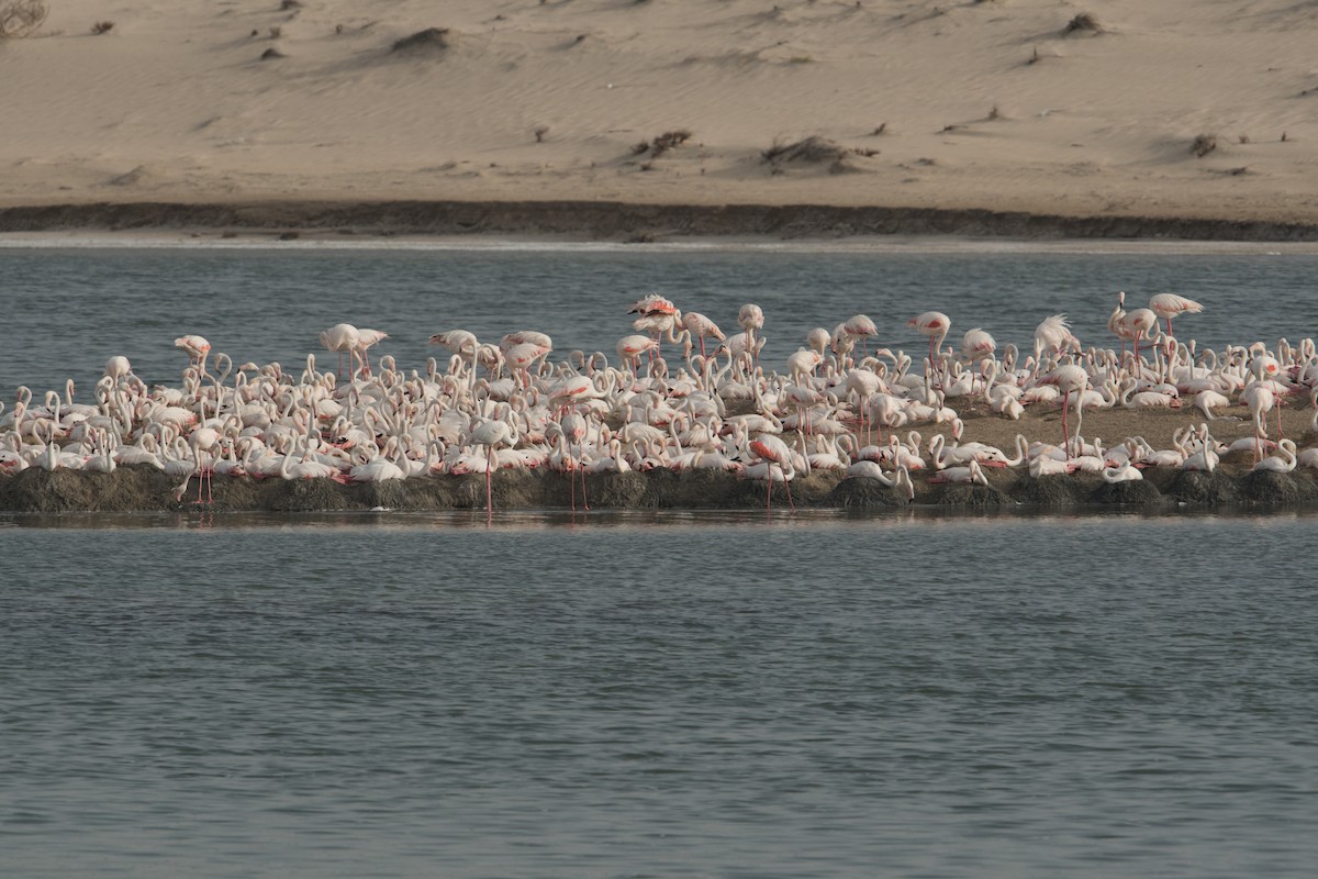 Greater Flamingo - Salma Al Suwaidi