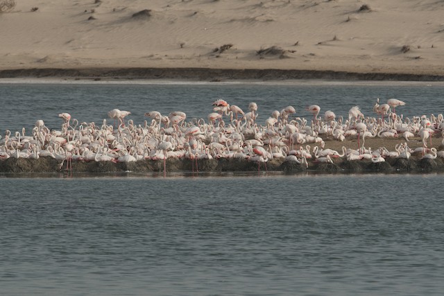 Breeding colony; Abu Dhabi, United Arab Emirates. - Greater Flamingo - 