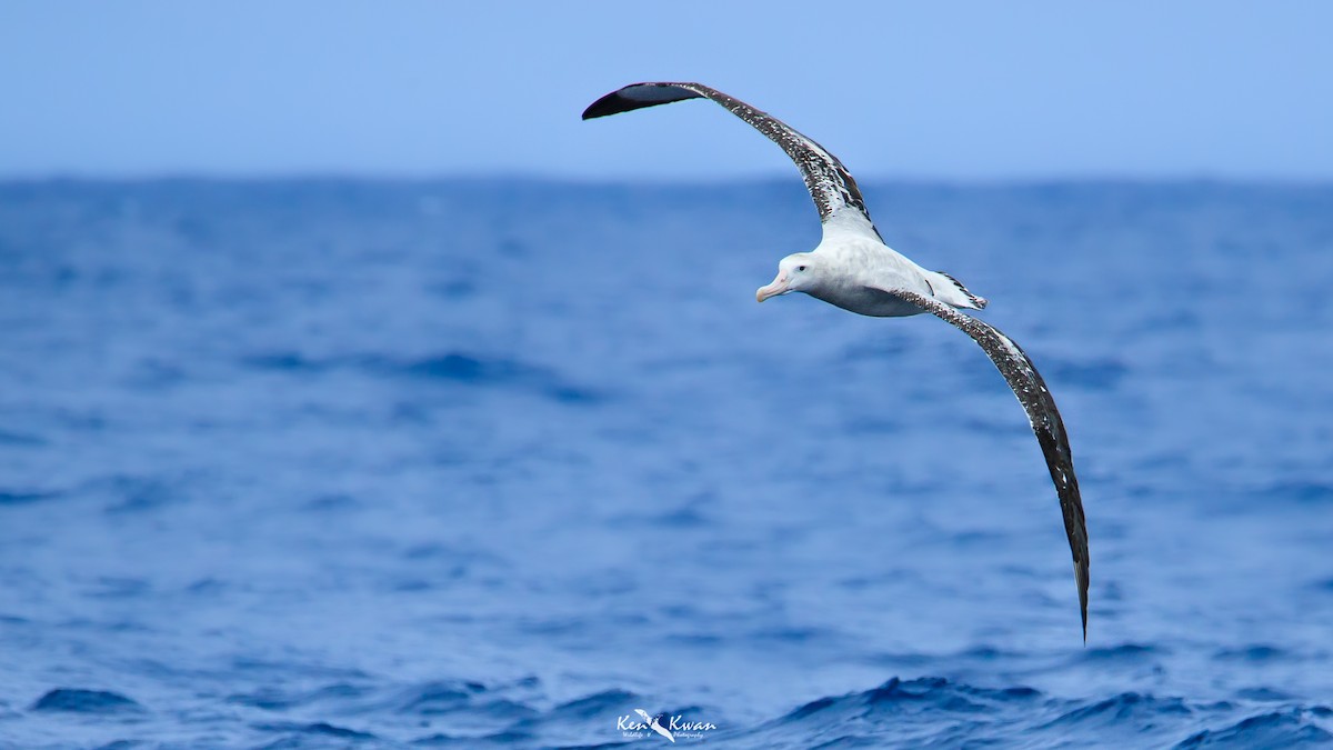 Albatros hurleur, A. de Tristan da Cunha ou A. des Antipodes - ML354606181