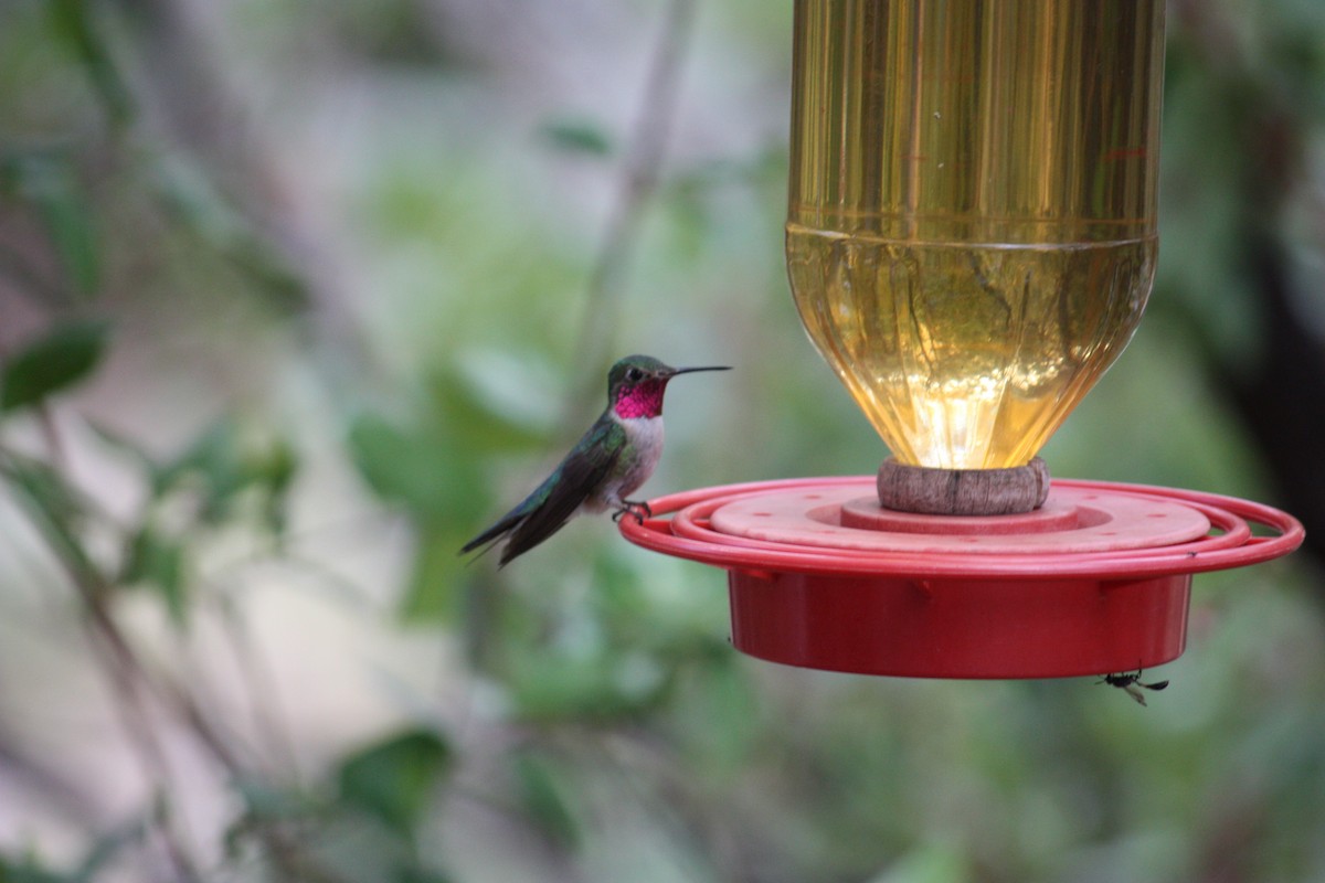 Broad-tailed Hummingbird - ML354611871