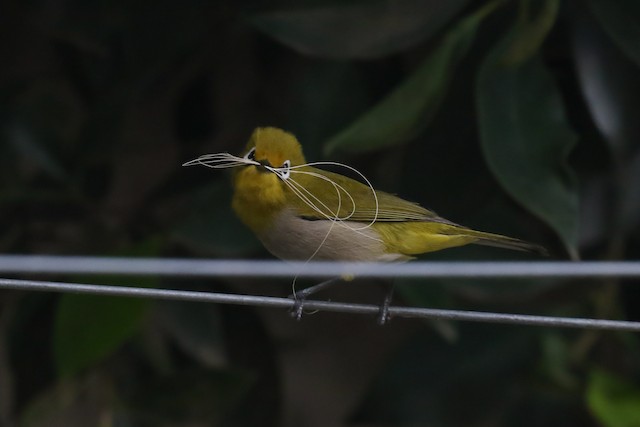 Adult with nesting material. - Heuglin's White-eye - 