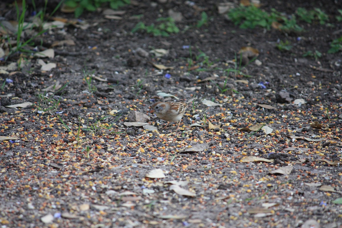 Field Sparrow - ML354615151