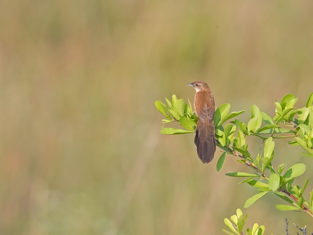 Fan-tailed Grassbird - Niall D Perrins
