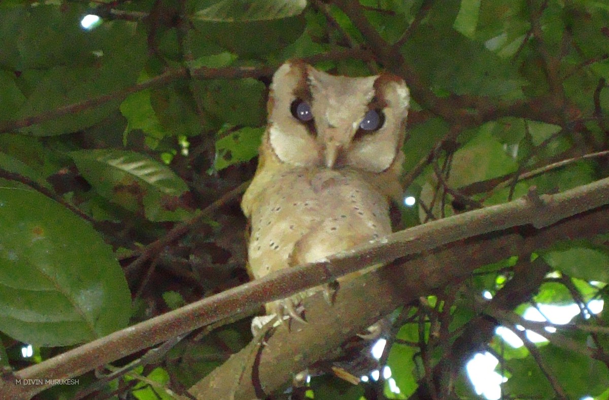 Sri Lanka Bay-Owl - Divin Murukesh