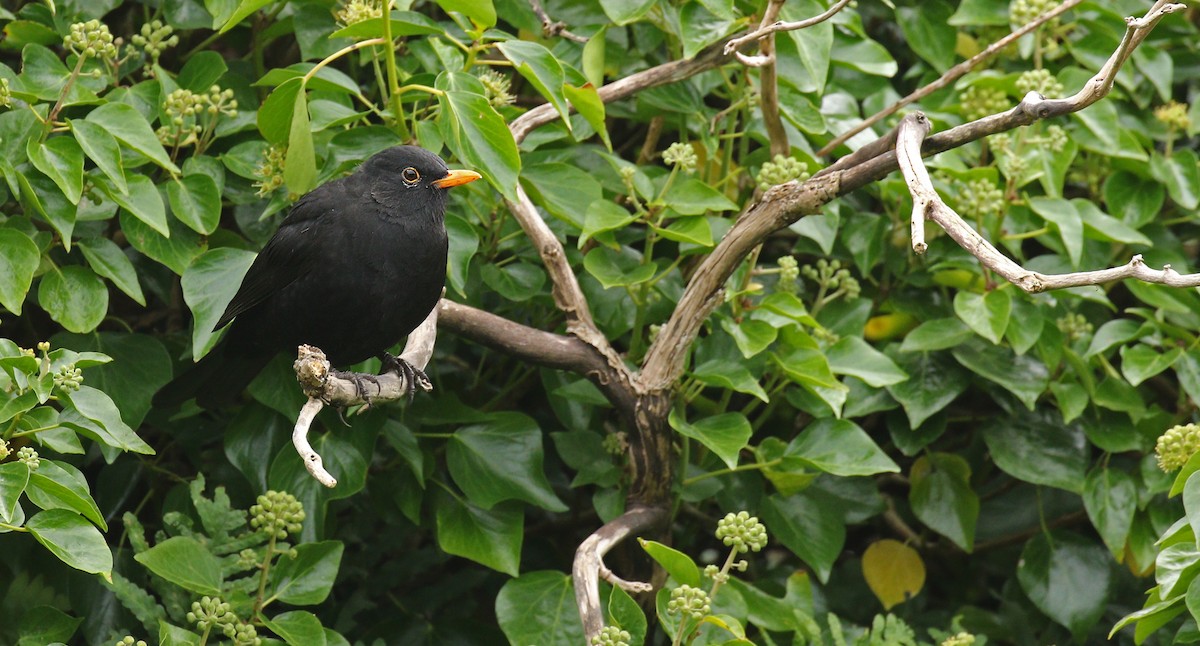 Eurasian Blackbird - ML35461921
