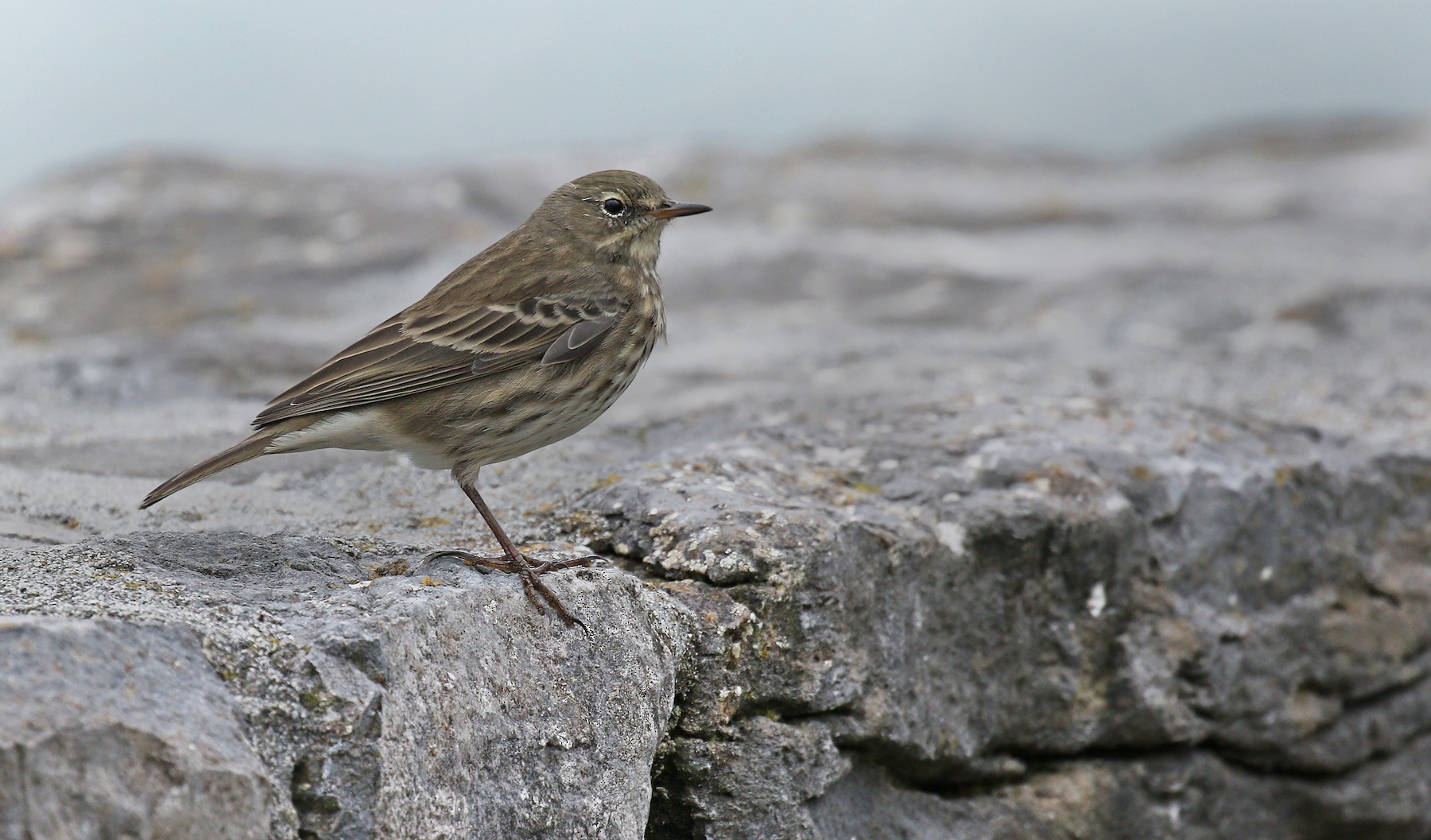 European Rock Pipit (Western) - eBird