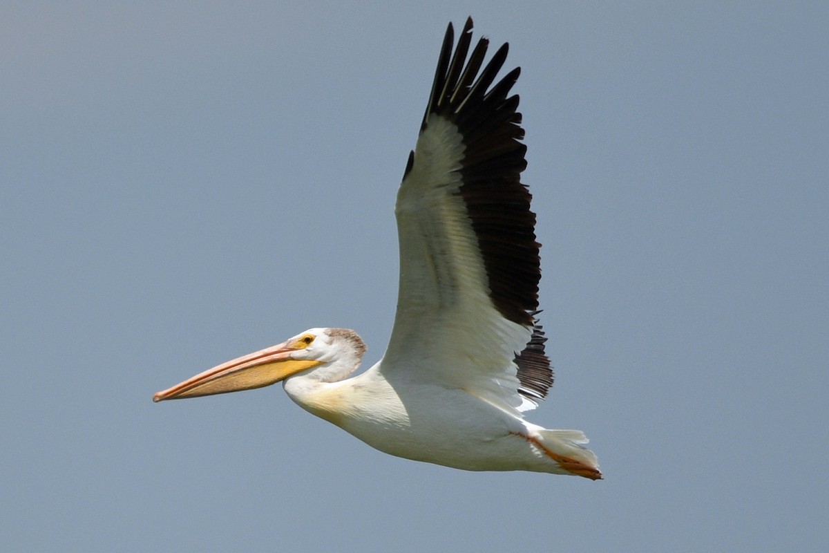 American White Pelican - Timothy Carstens