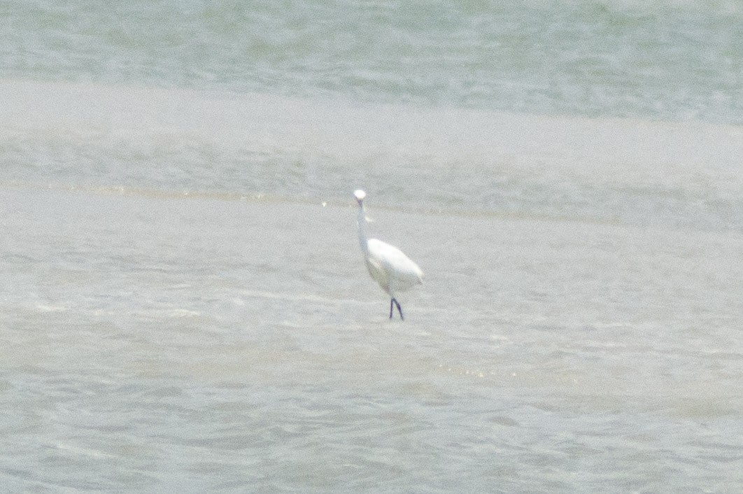 white egret sp. - ML354626121