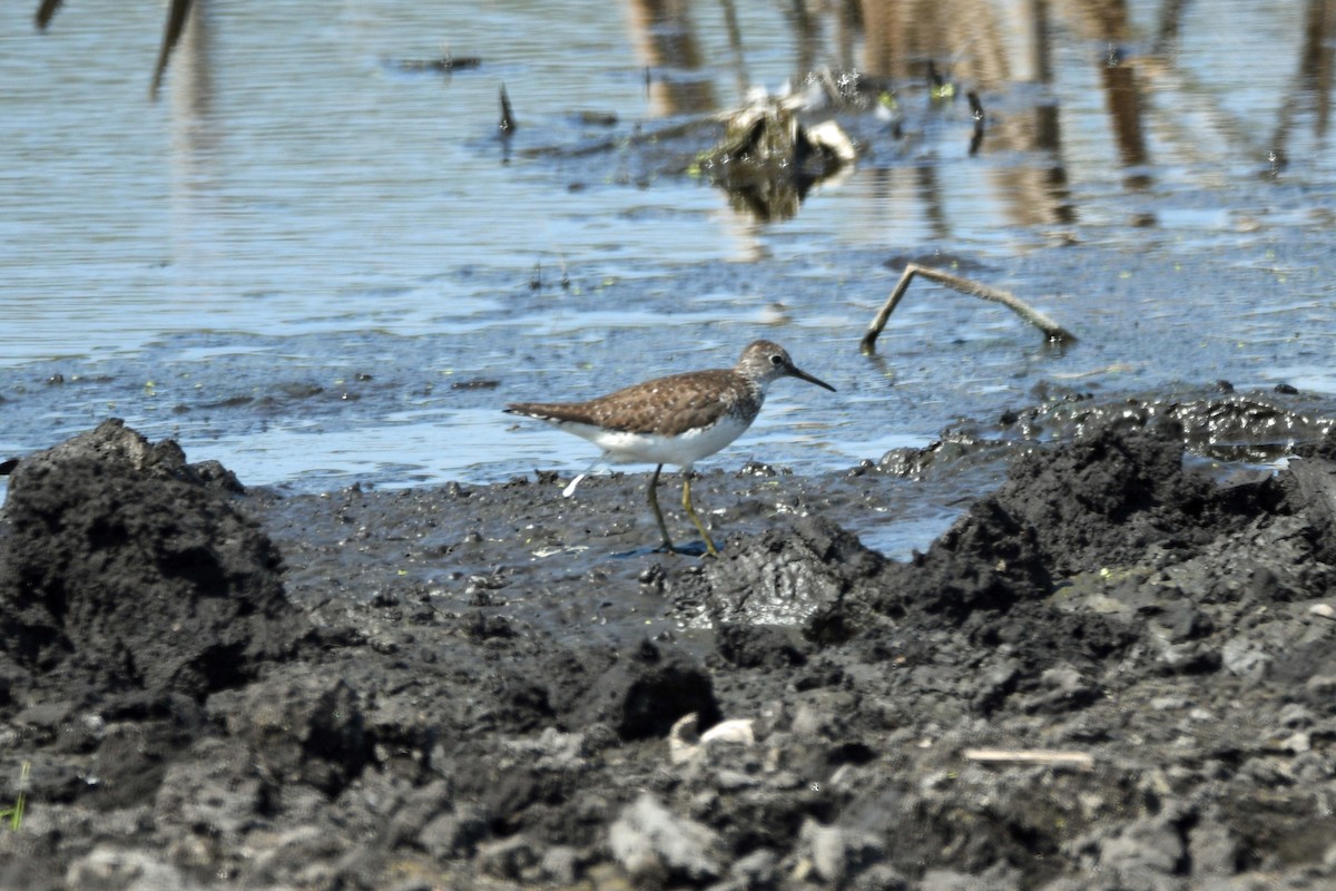 Solitary Sandpiper - Timothy Carstens