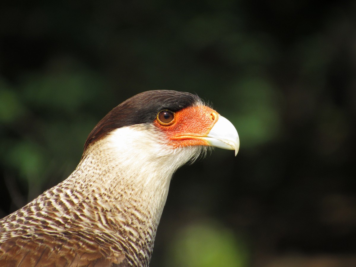Crested Caracara (Southern) - ML354634101