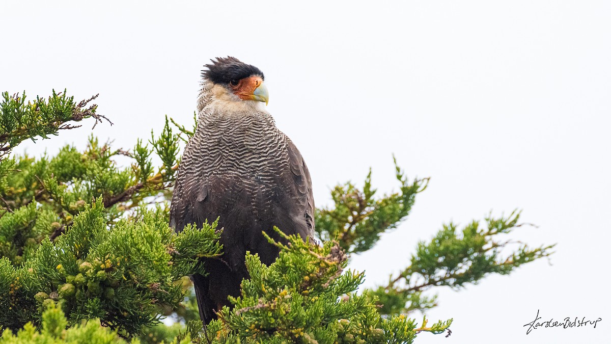 Crested Caracara (Southern) - ML354639391