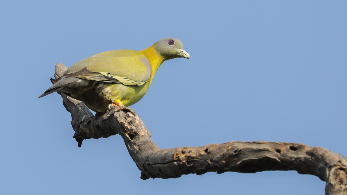 Yellow-footed Green-Pigeon - ML354641281