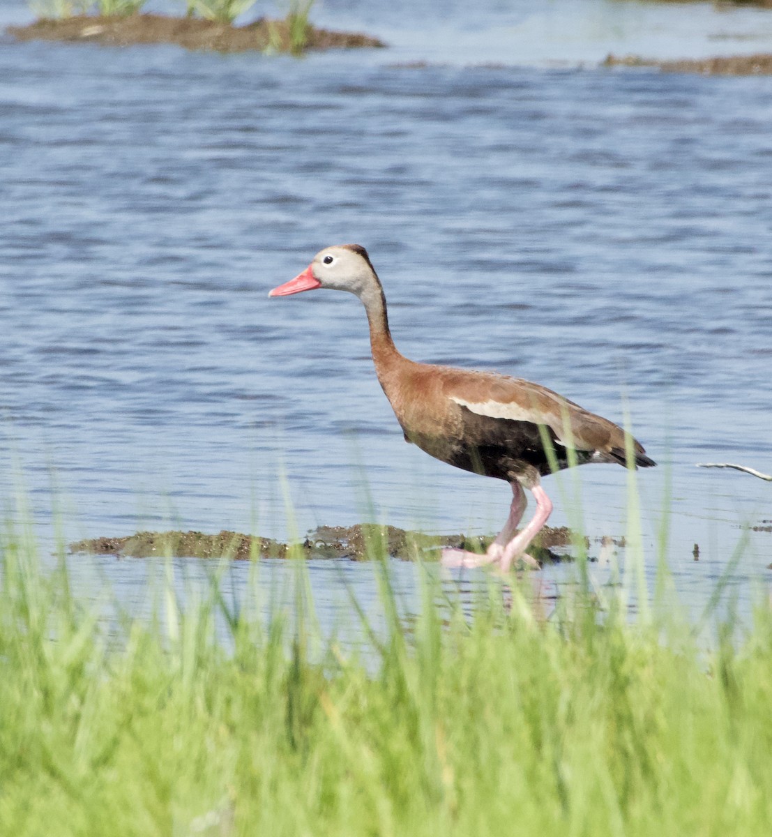 Black-bellied Whistling-Duck - Frances Clapp
