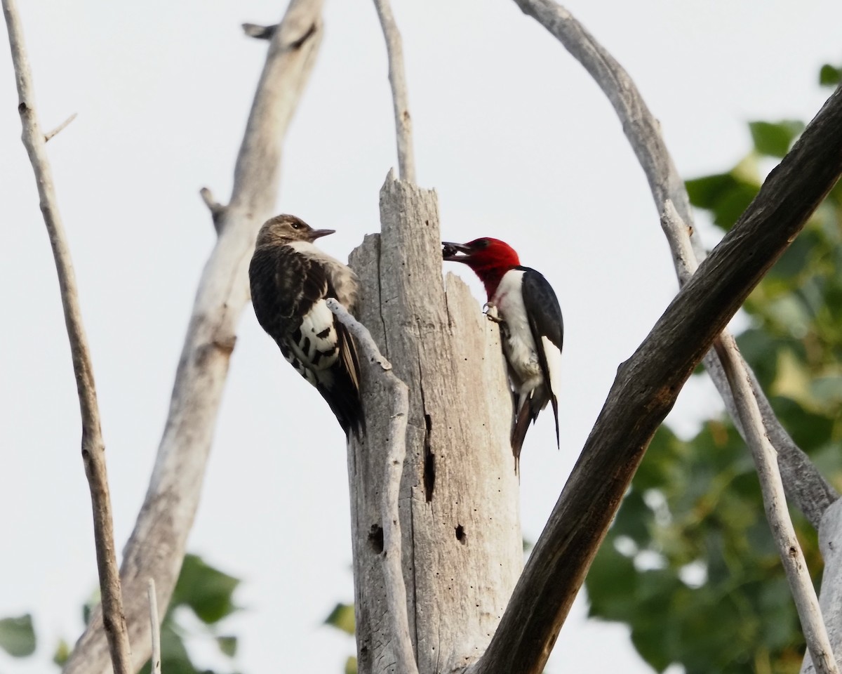 Red-headed Woodpecker - ML354645531