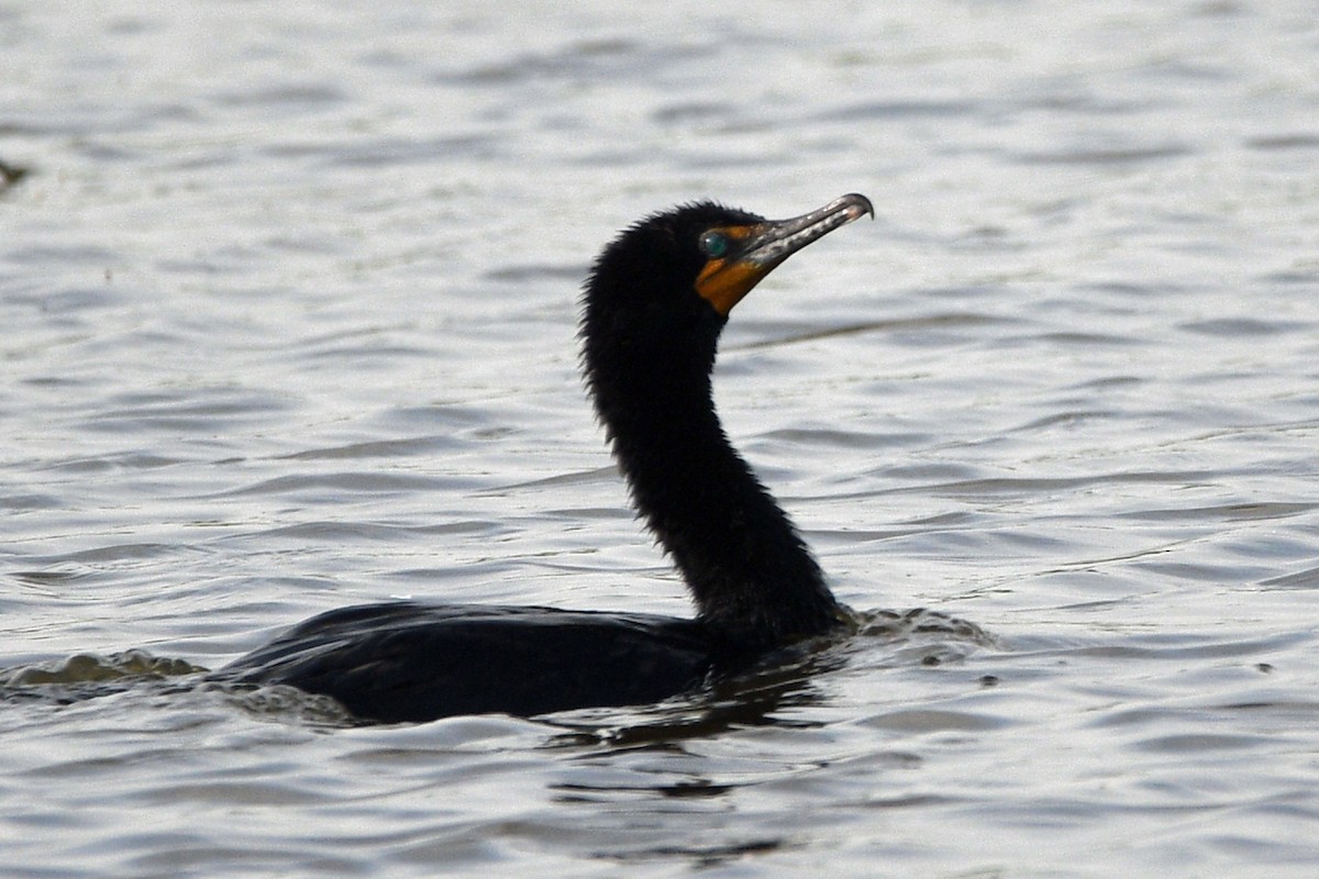 Double-crested Cormorant - Timothy Carstens