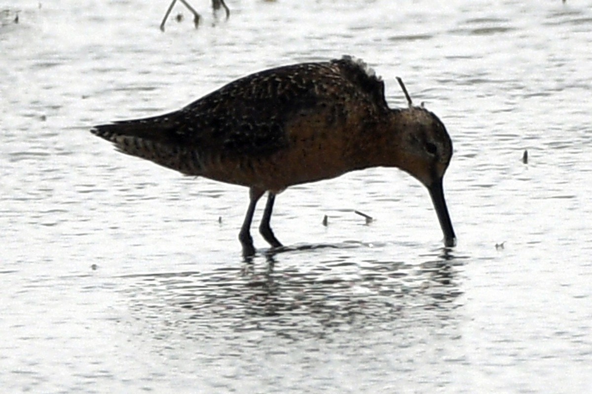 Long-billed Dowitcher - Timothy Carstens