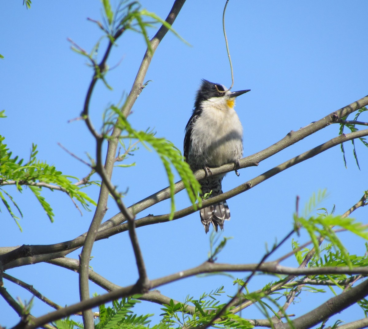 White-fronted Woodpecker - ML354651981