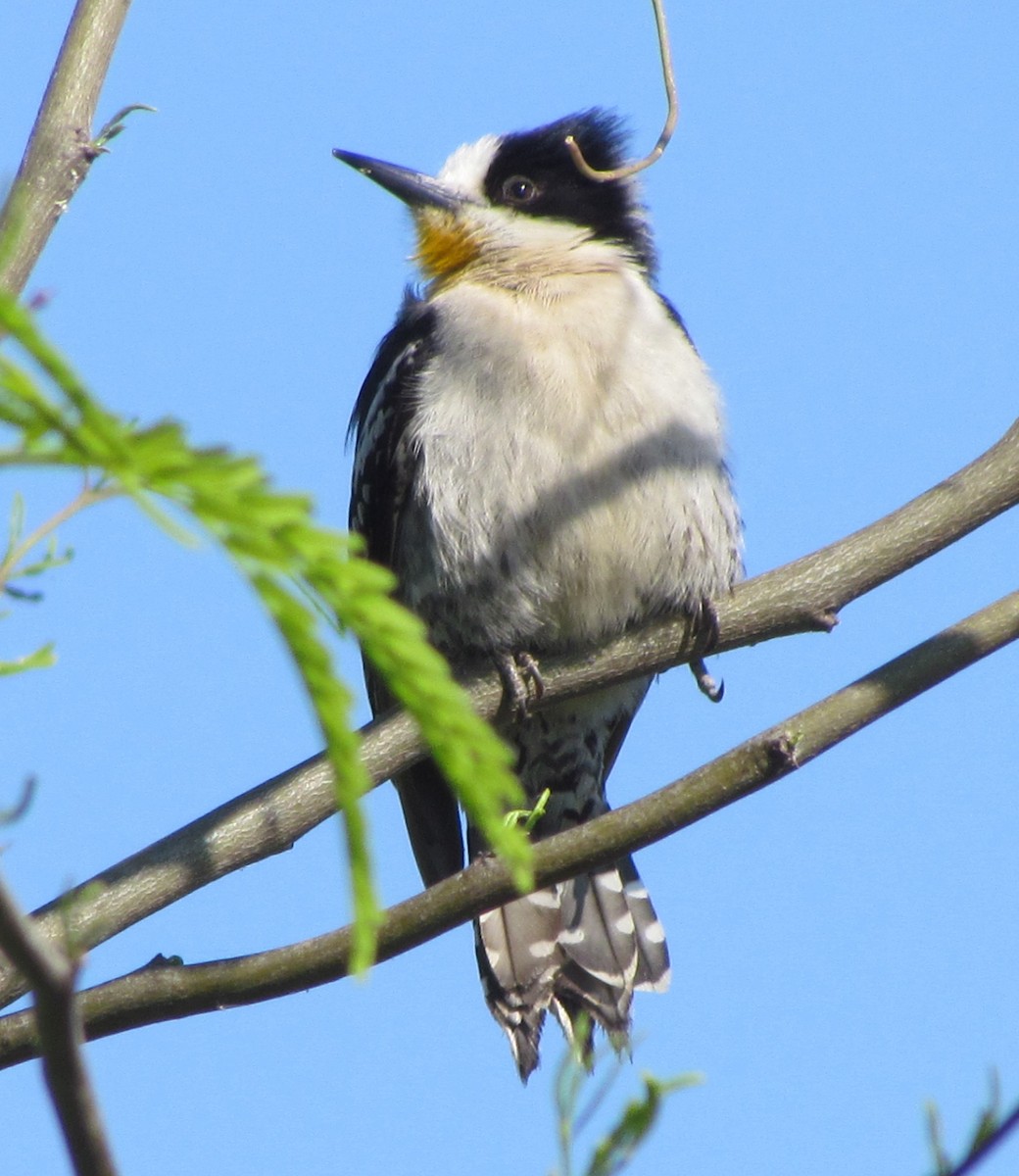 White-fronted Woodpecker - ML354652061