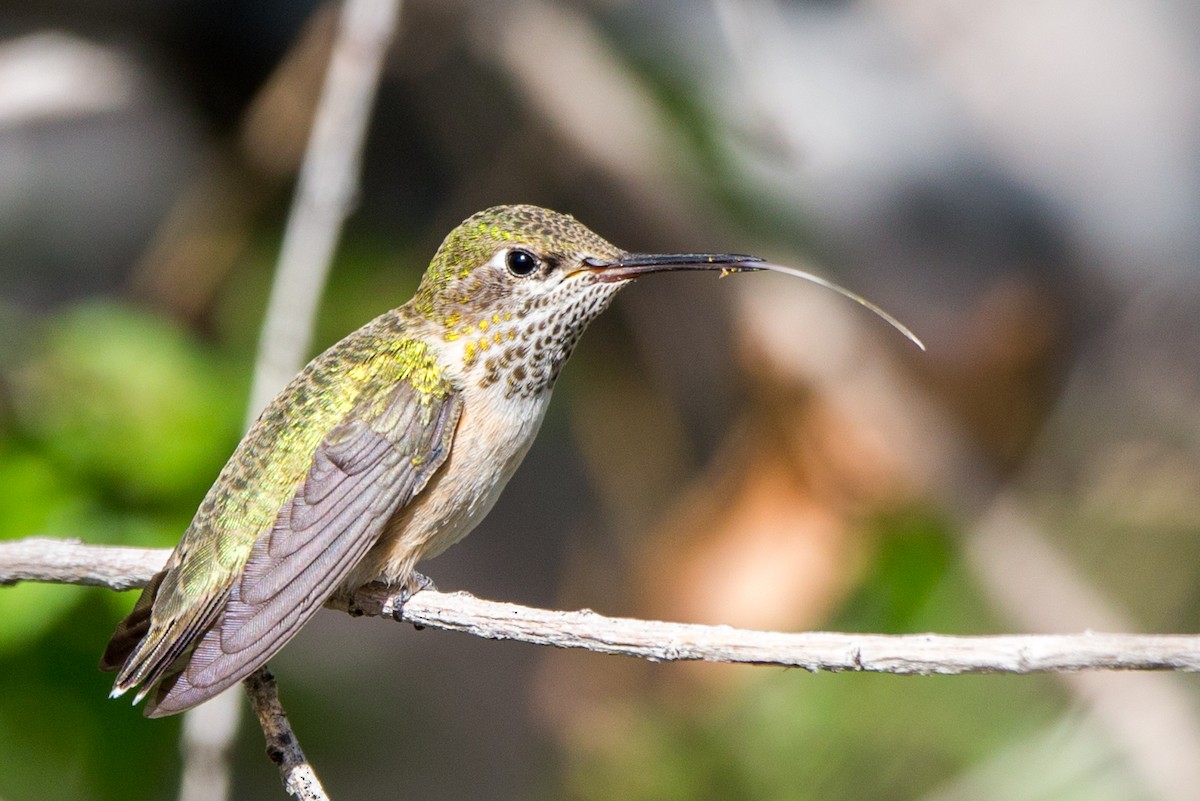 Calliope Hummingbird - Rhys Marsh