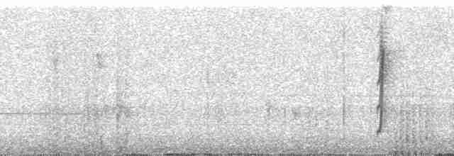Inca violifère (osculans) - ML35466