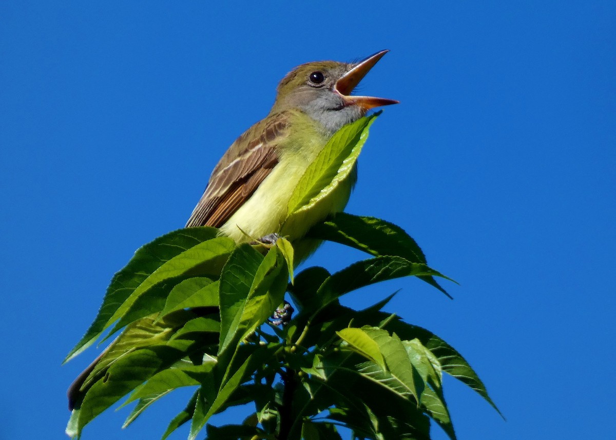 Great Crested Flycatcher - ML354660861