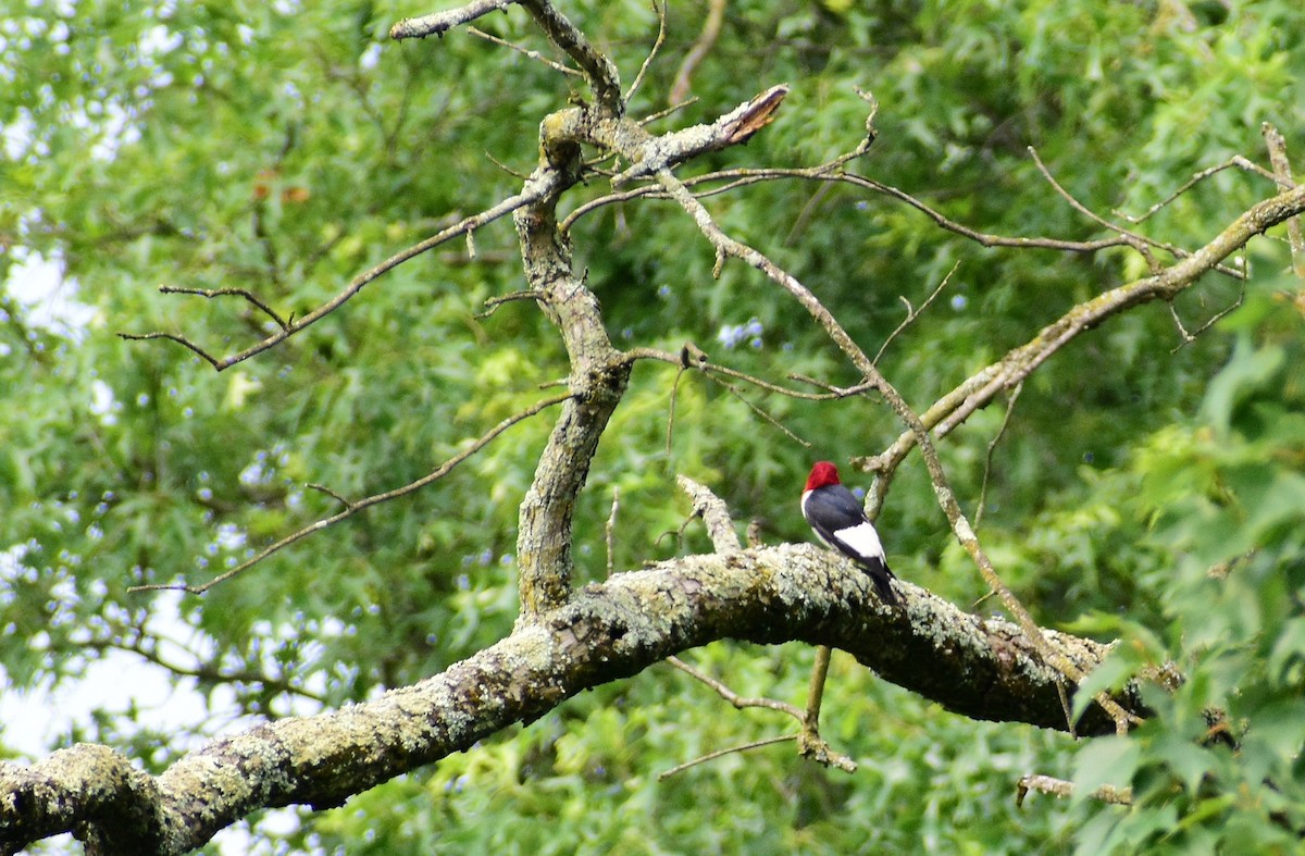 Red-headed Woodpecker - ML354664861