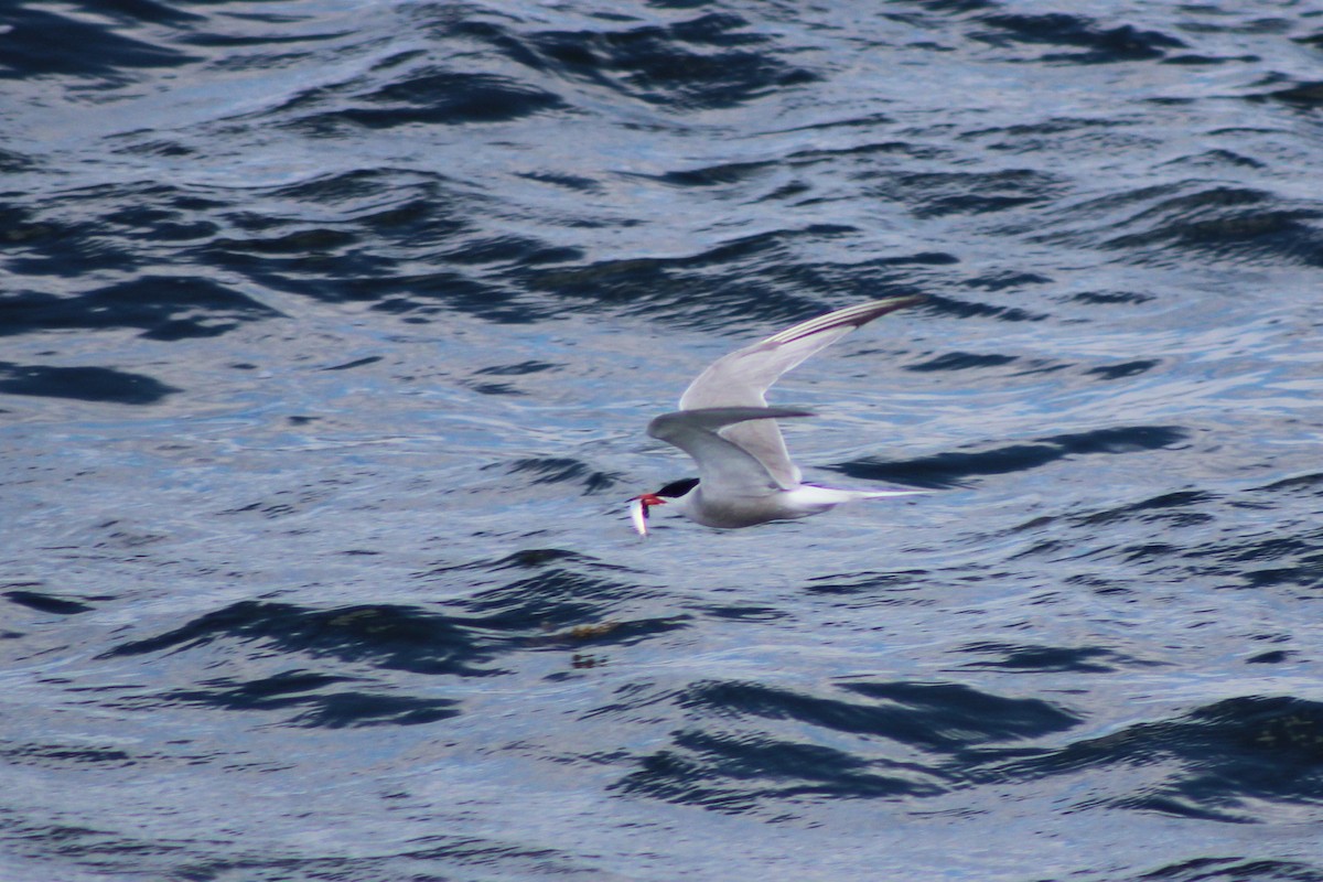 Common Tern - ML35467081