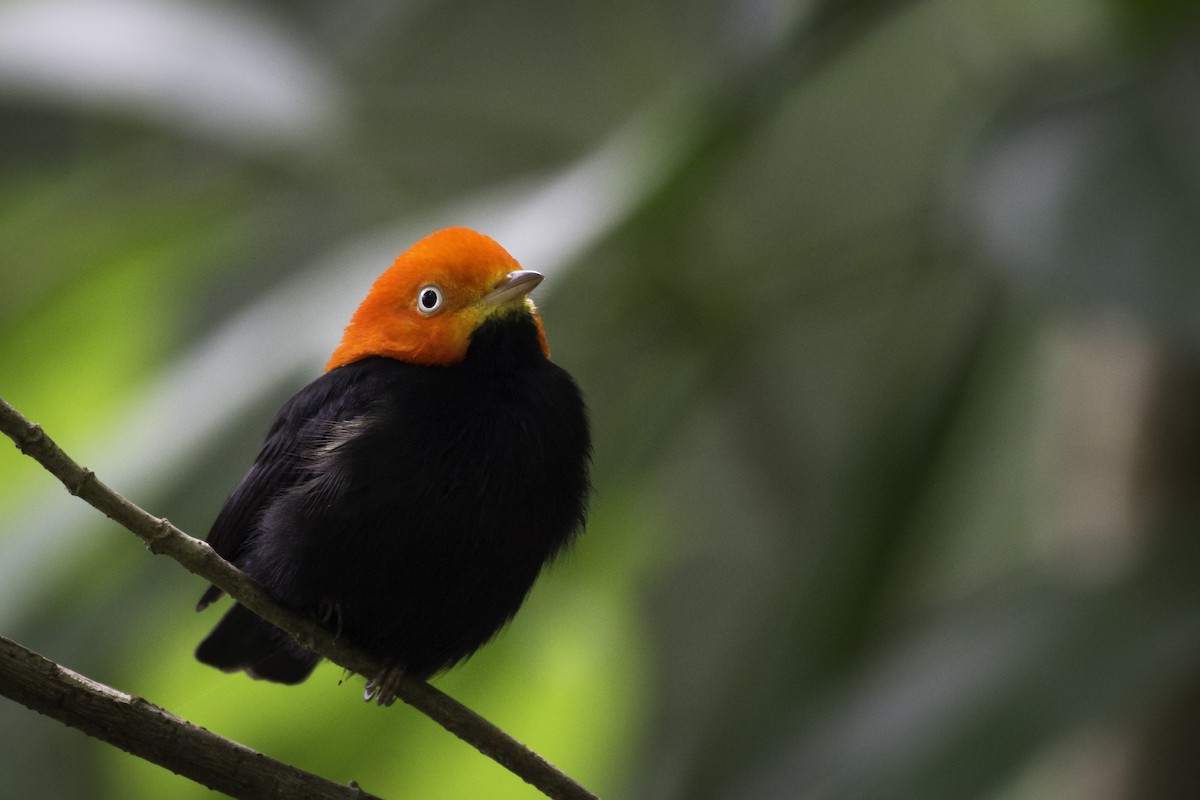 Red-capped Manakin - ML354671121