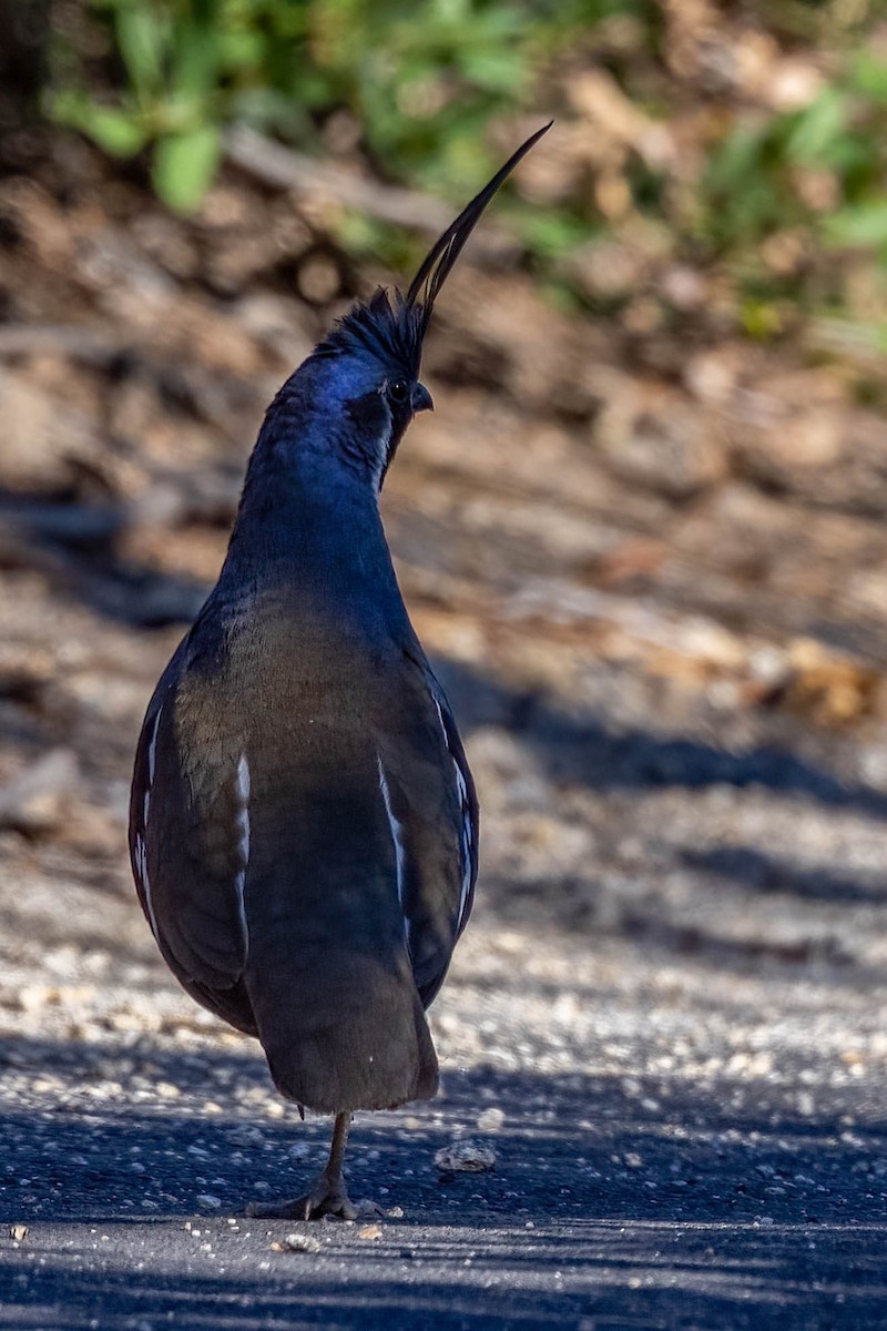 eBird Checklist - 15 Jul 2021 - Donnell Vista - 14 species