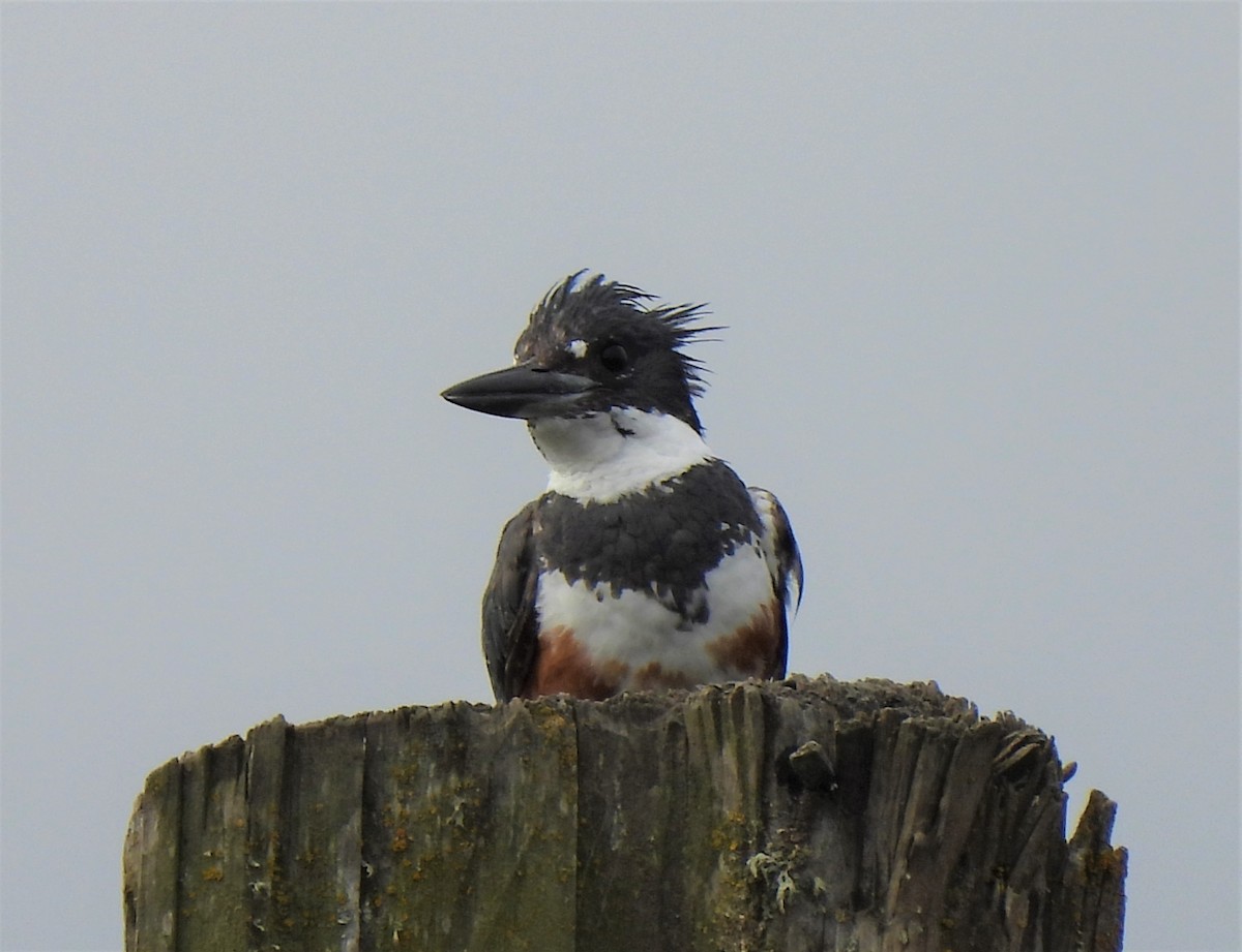 Belted Kingfisher - ML354676981