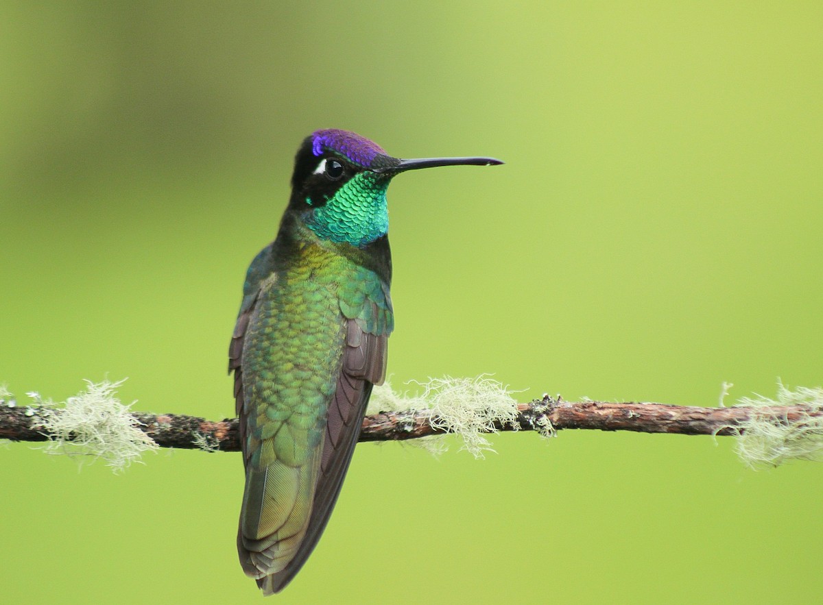 Rivoli's Hummingbird - Esteban Matías (birding guide) Sierra de los Cuchumatanes Huehuetenango esteban.matias@hotmail.com                             +502 53810540