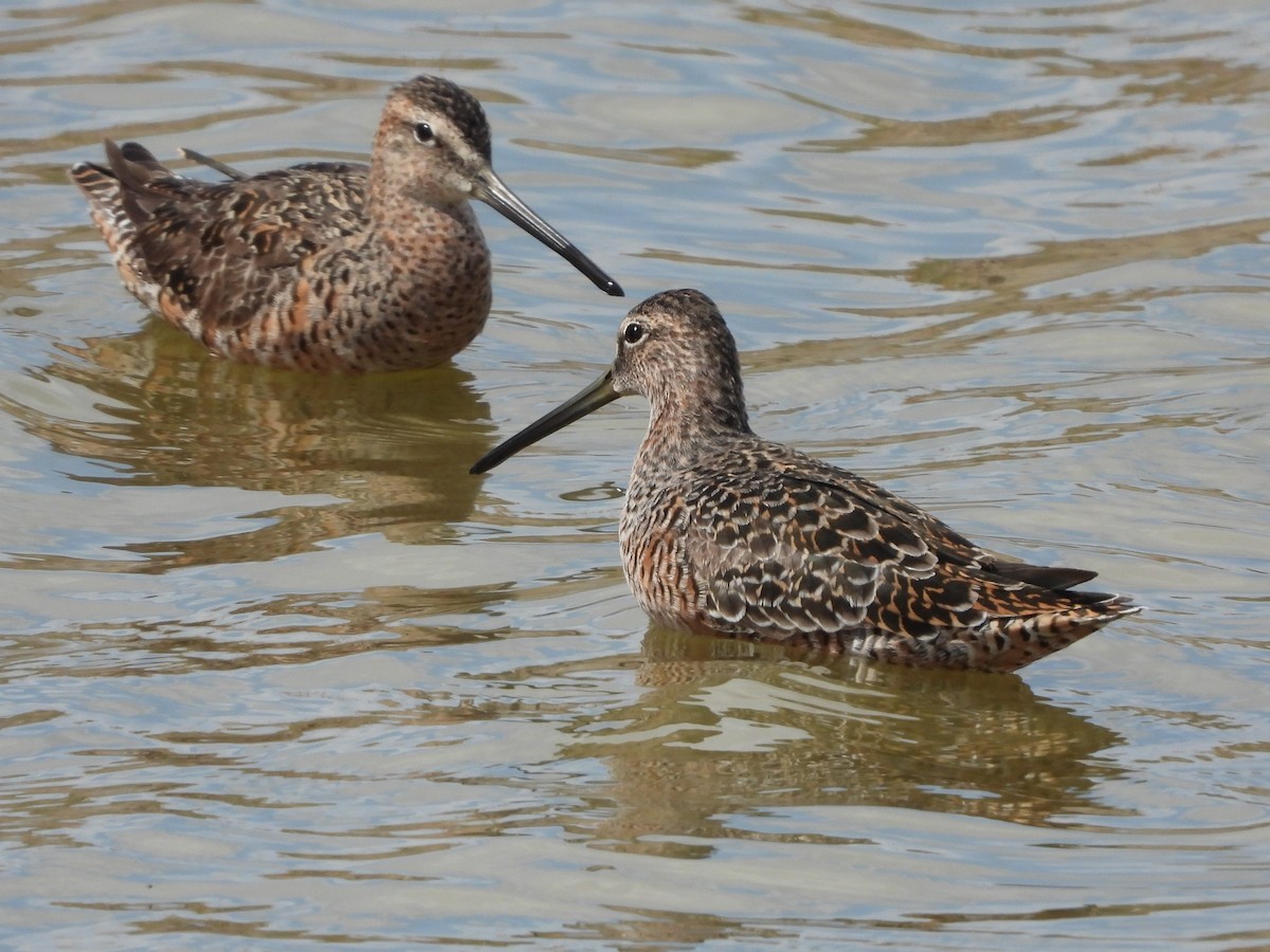 Long-billed Dowitcher - ML354680911