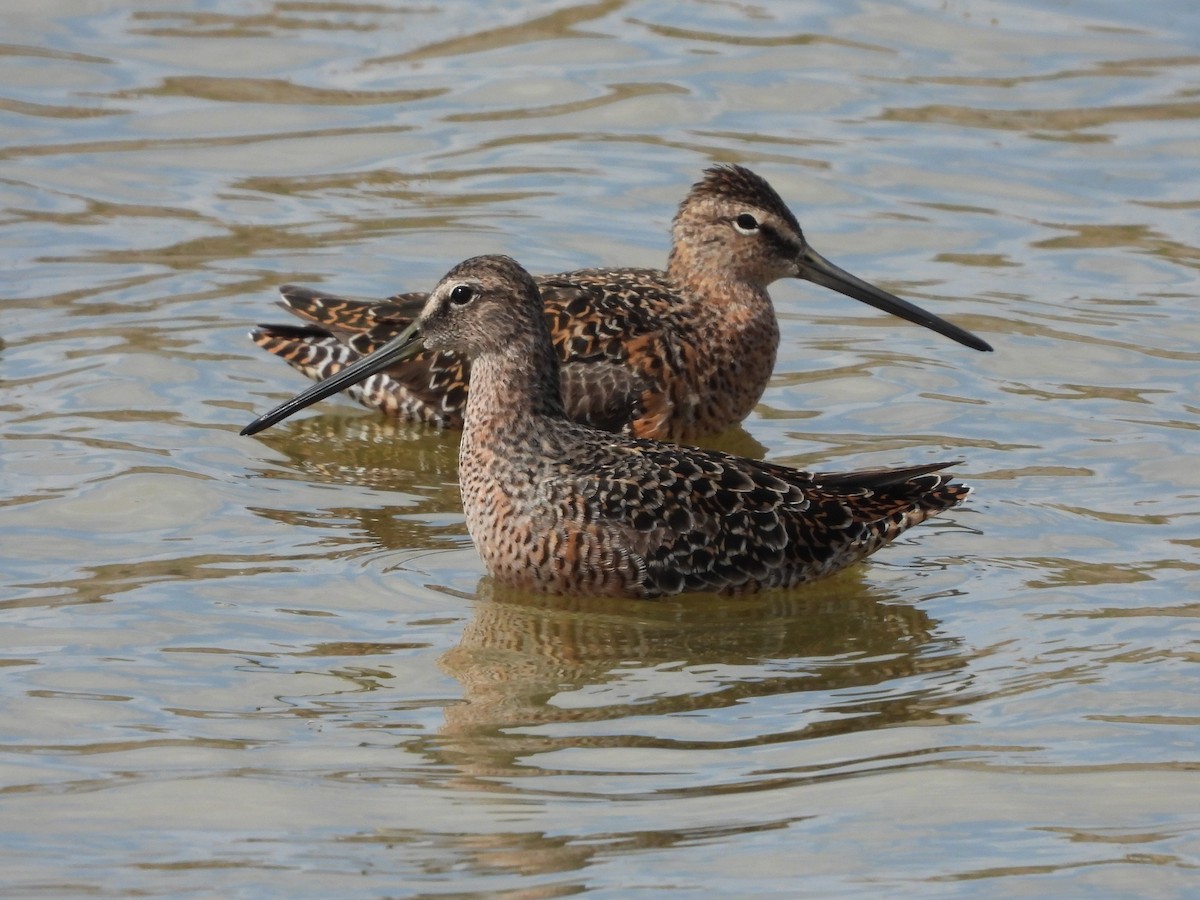 Long-billed Dowitcher - ML354680951