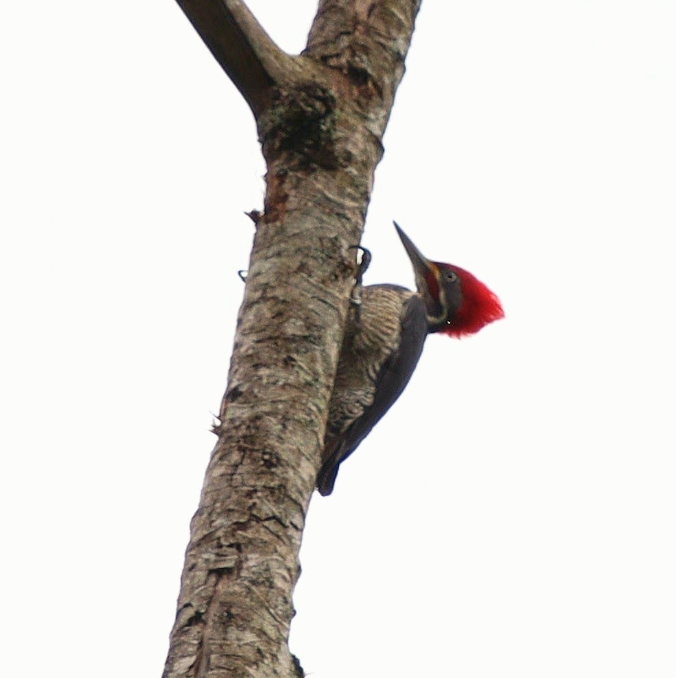 Lineated Woodpecker - Rodrigo Ferraz