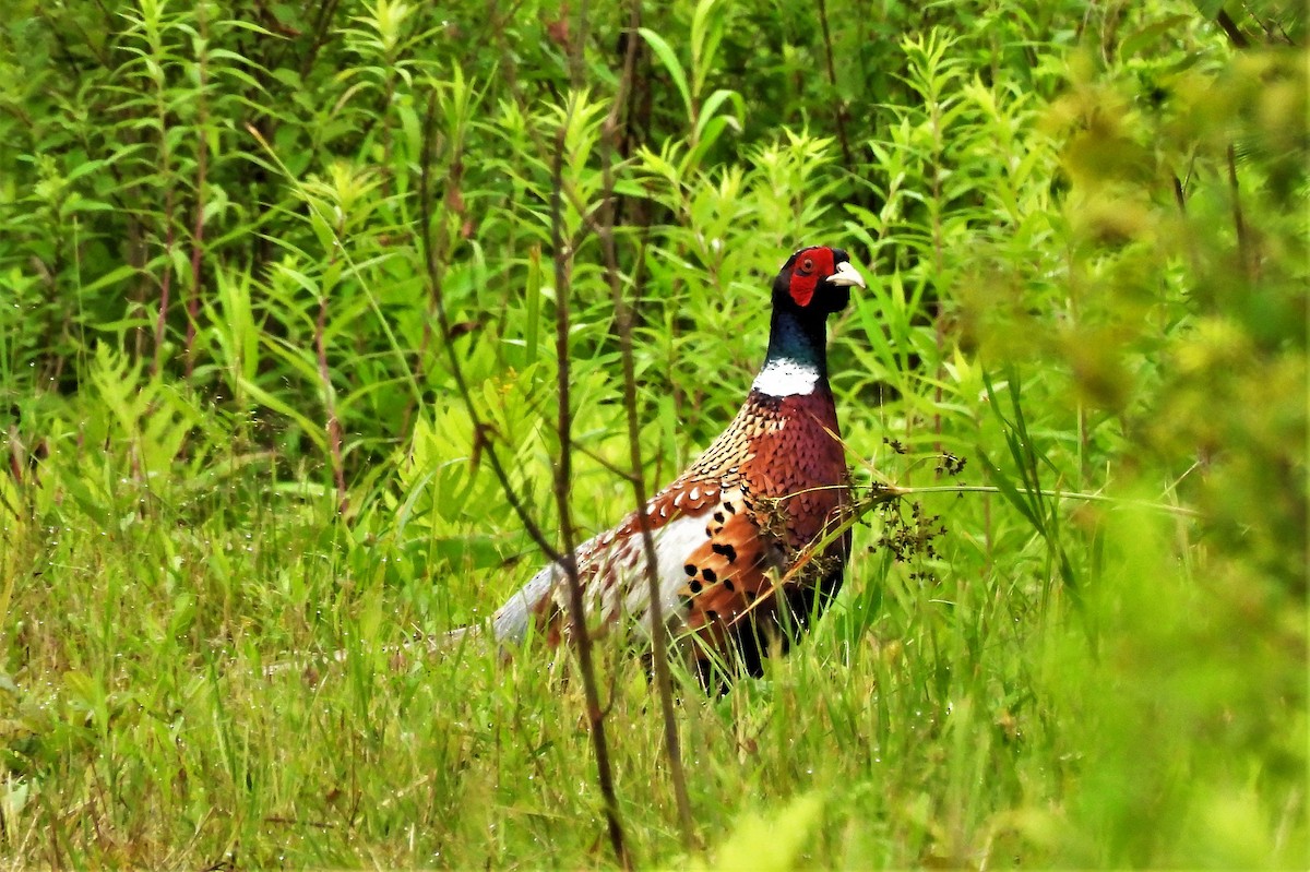 Ring-necked Pheasant - ML354684721