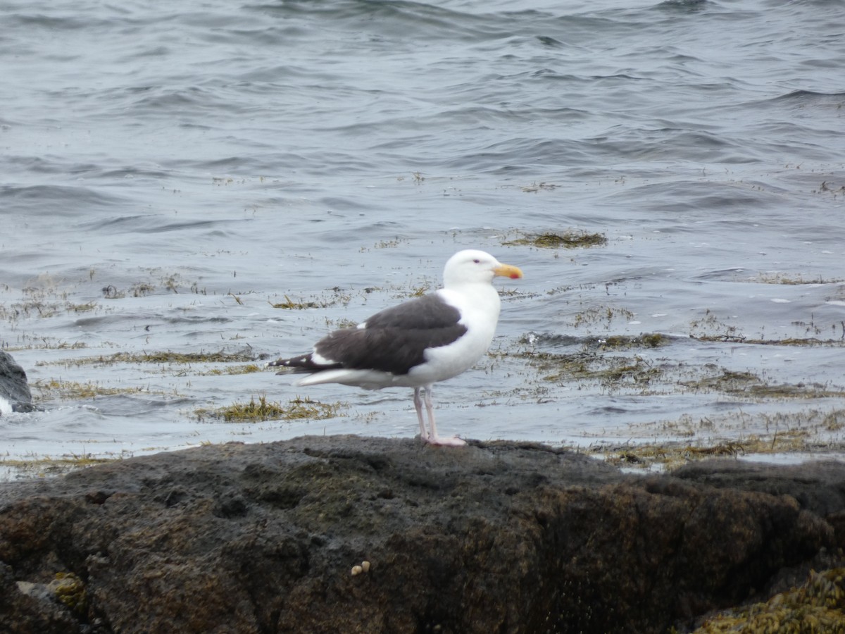 Great Black-backed Gull - Peter Norton