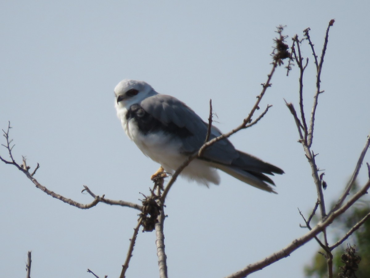 White-tailed Kite - ML354692611