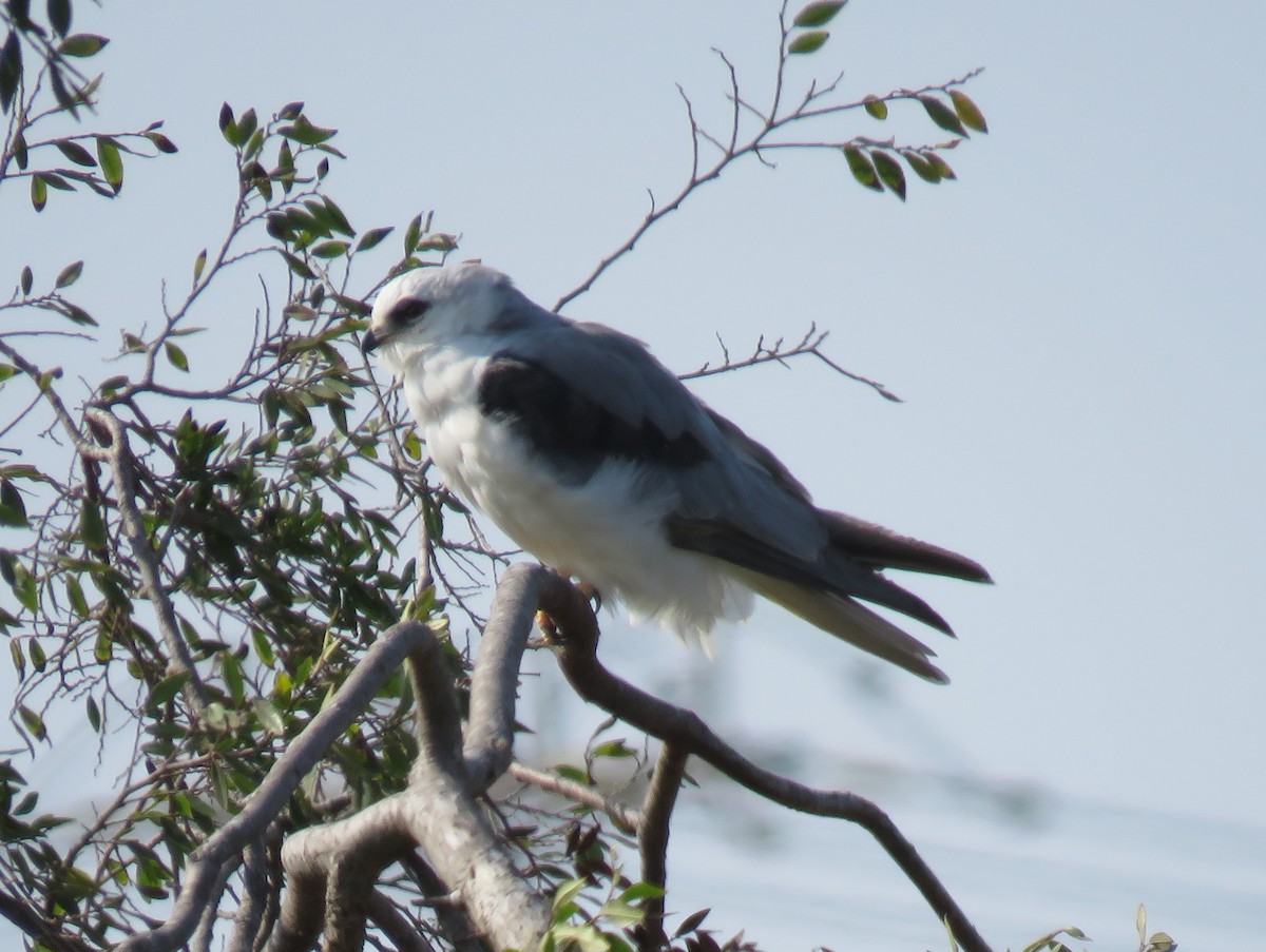 White-tailed Kite - ML354692621