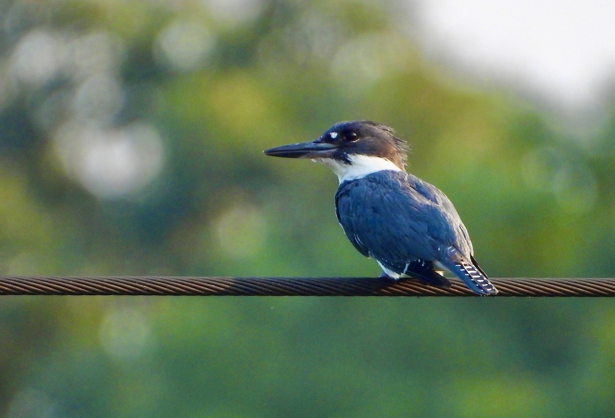 Belted Kingfisher - ML354699621