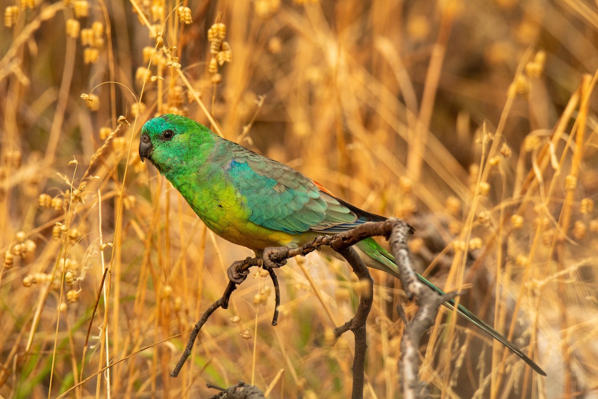 Red-rumped Parrot - ML354700771