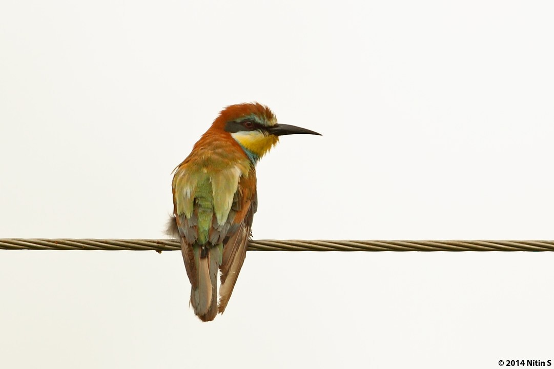 European Bee-eater - Nitin Srinivasa Murthy
