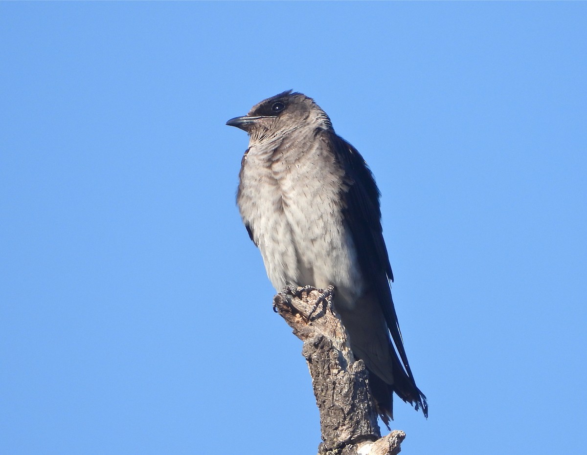 Purple Martin - Pair of Wing-Nuts