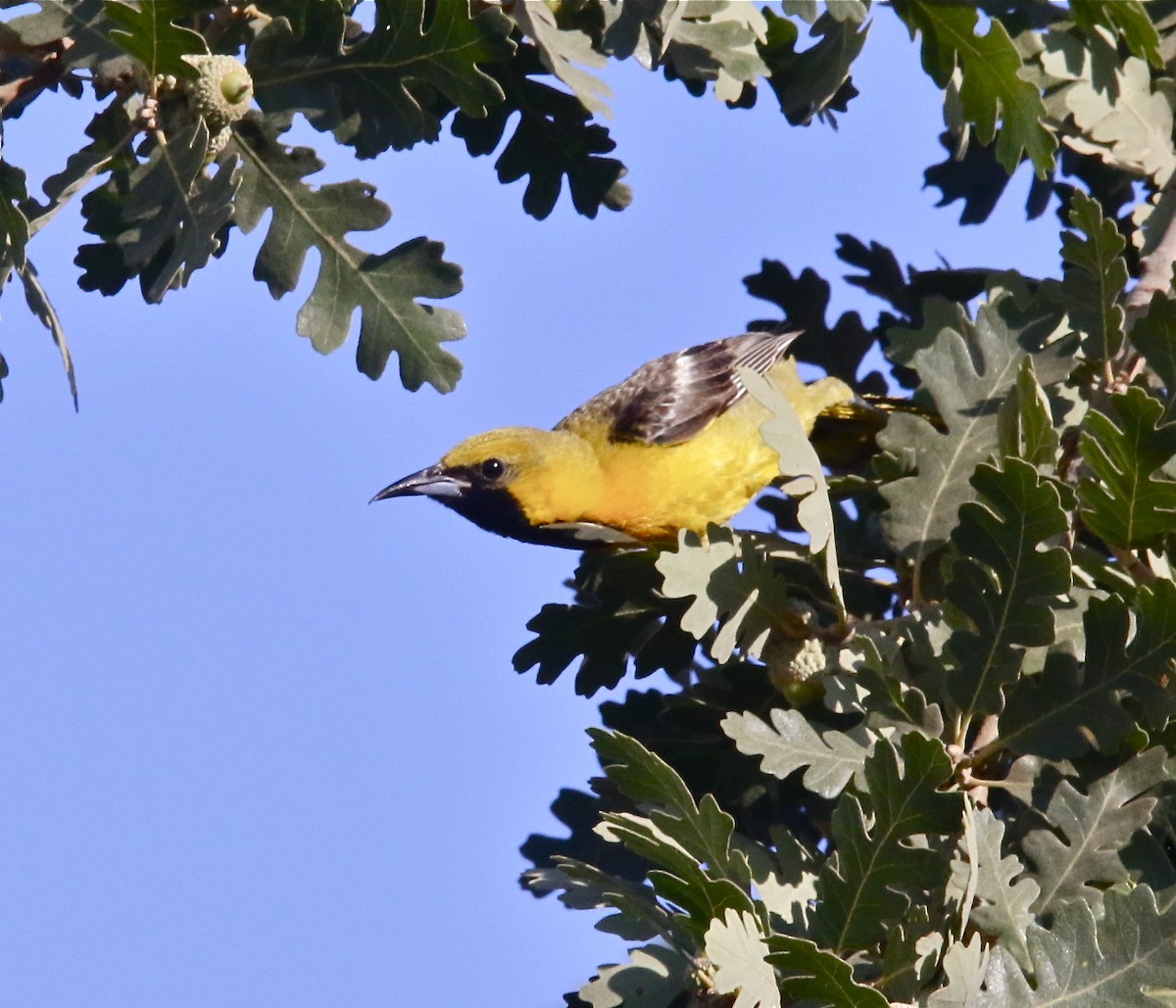 Hooded Oriole - Pair of Wing-Nuts