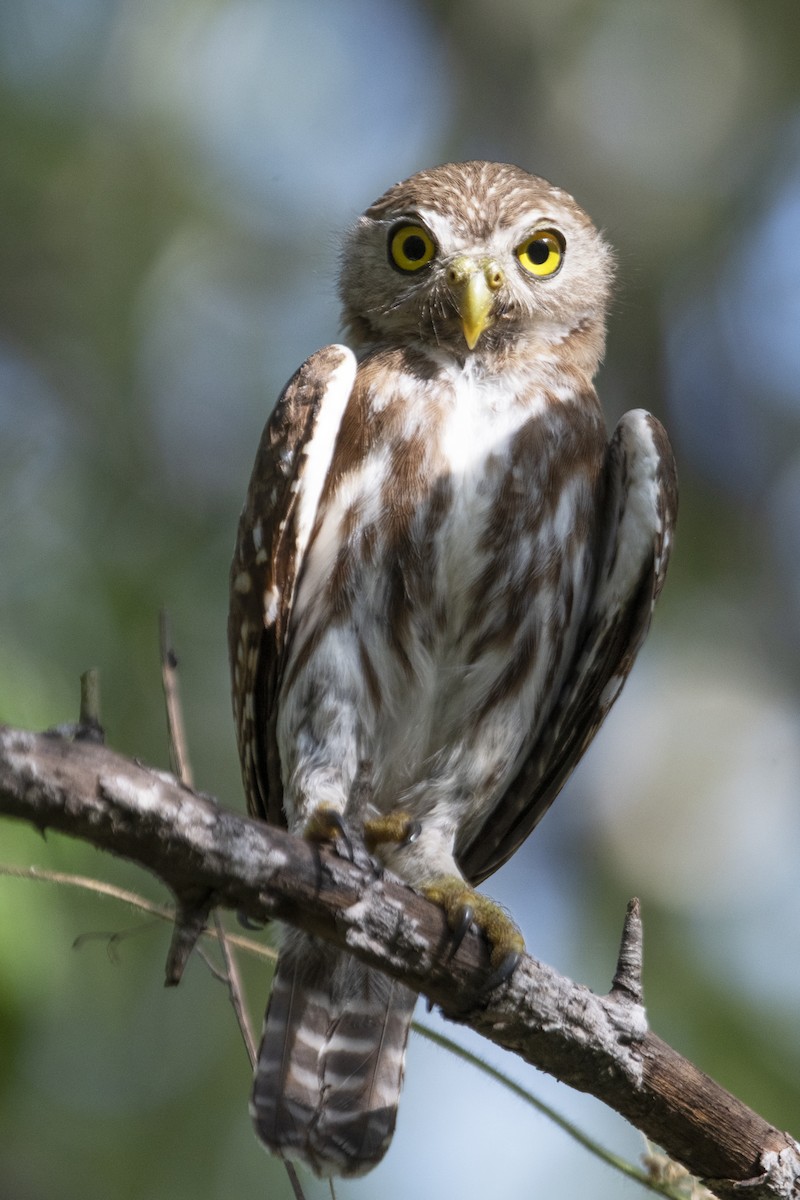 Ferruginous Pygmy-Owl - ML354713111