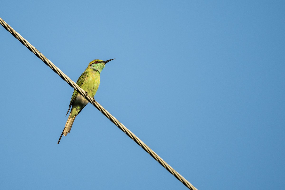 Asian Green Bee-eater - ML354713181